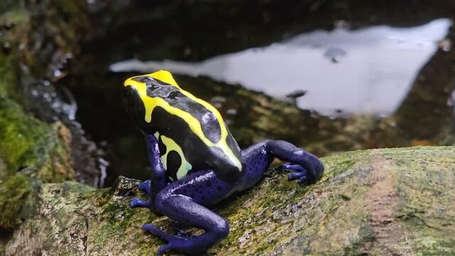 Close up of a yellow, black and blue  poison dart frog sitting around on a rock on a shady day