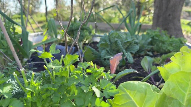 Crops growing in raised beds at the off-grid homestead greenhouse