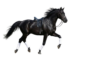 Obraz premium Elegant Black Horse with Saddle and Bridle Trotting on White Background