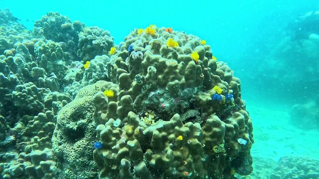 Underwater action cam zooms in on rugged coral outcrop. Vibrant tube worms in yellow and blue hues undulate gently. The reef&rsquo;s surface teems with tiny creatures as shot slowly pans across