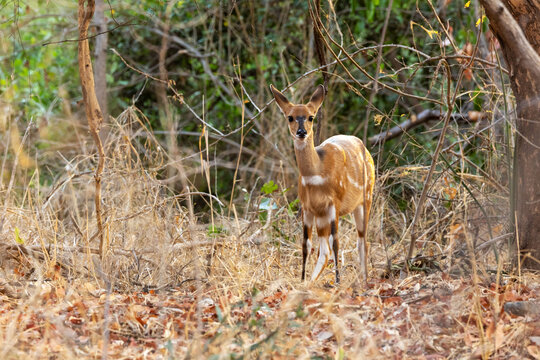 An alert Bushbuck standing in the middle of dry vegetation near Victoria Falls in Zimbabwe