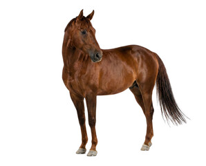Obraz premium Brown Arabian Horse Standing Isolated on White Background