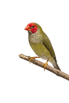 Red-faced parrotfinch bird perched on a branch isolated on white background