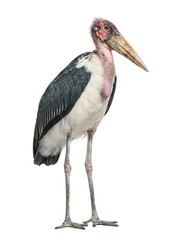 Marabou Stork Standing Isolated on White Background
