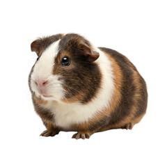 Cute Brown and White Guinea Pig Isolated on White Background