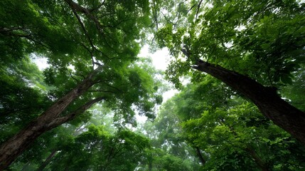 Fototapeta premium Looking up through a dense green forest canopy towards the sky with tall trees and lush leaves