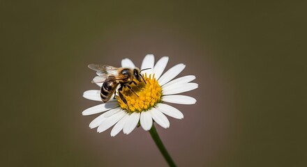 Obraz premium Bee collecting pollen on white daisy flower close up on blurred background