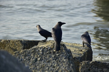 Group of house crows perched on rocks near water