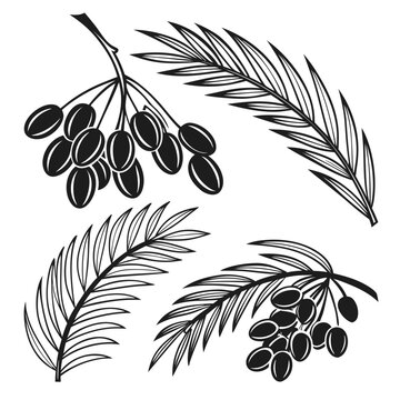 Collection of exotic palm leaves and bunches of fresh dates hand drawn in vintage woodcut style vector illustration for tropical product packaging