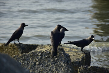 Group of house crows perched on rocks near water
