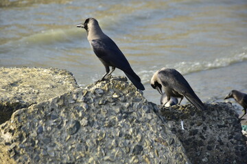 Obraz premium Group of house crows perched on rocks near water