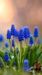 Vibrant Blue Muscari Flowers Blooming in Spring Garden.