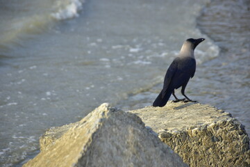 House crow standing on rock near coastal shoreline