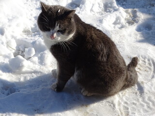 cat in the snow © Роман Хмелівський