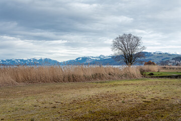 Fototapeta premium Paysage lacustre au bord du lac de Zurich, avec roseaux et montagnes enneigées sous ciel nuageux