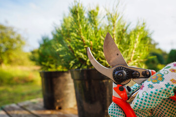 Pine tree cutting use branch cutter. Pruning and care of coniferous trees. Cutting branches on pine trees use pruning shears. Trimming, Pine Tree Care. Pruning niwaki tree with clippers, pruning tools © MaxSafaniuk