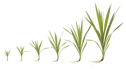 Fototapeta premium Stages of grass growth on transparent background, from sprout to mature, isolated