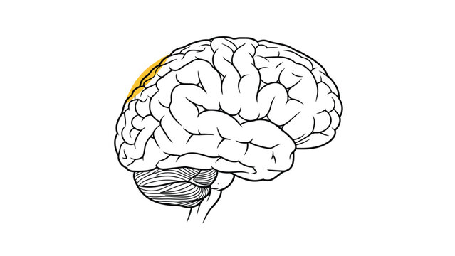 Anatomical line drawing of the human brain with the parietal lobe highlighted in yellow, used for educational or medical science illustrations.