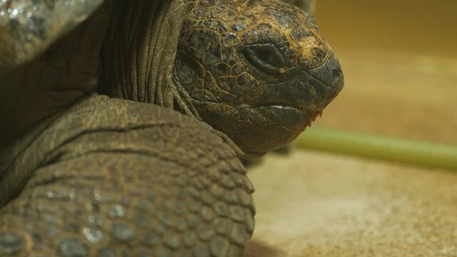 Close up of a giant turtle head watching and looking around on a cloudy day
