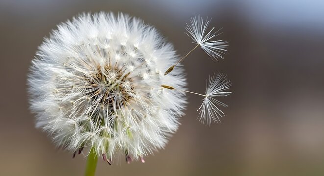 Close up of a dandelion seed head with seeds floating in the breeze