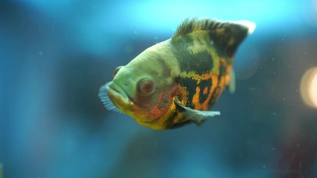 Aquarium Fish Yellow Parrot Cichlid