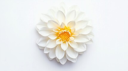 Obraz premium Radiant Dahlia: A pristine white dahlia, its petals meticulously arranged around a vibrant golden center, exudes a sense of purity and natural elegance.