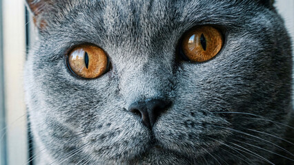 close up portrait of a cat