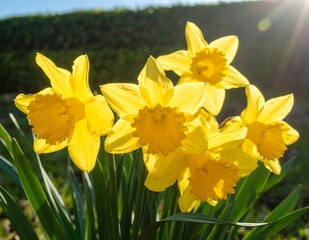 Obraz premium Vibrant Daffodils in Spring Sunlight - A Burst of Yellow Beauty.