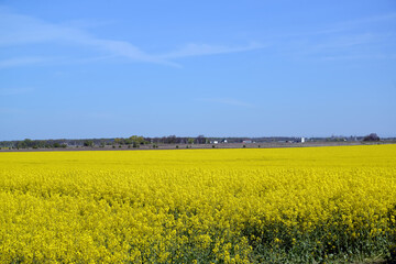 Fototapeta premium Blooming rapeseed on a sunny day. Spring