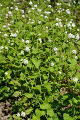 Obraz premium Flowering garlic (Alliaria petiolata (M.Bieb.) Cavara & Grande,). Background