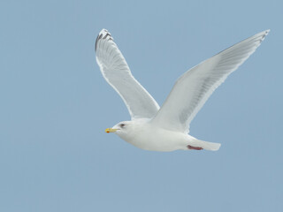 An adult Iceland Gull in flight with wings raised