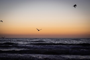 Fototapeta premium Sunset at beach with bird silhouette
