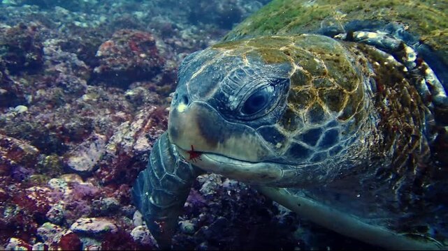 岩場で海藻を食べるアオウミガメのアップ