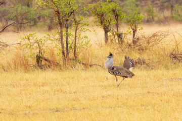 Fototapeta premium Kori bustard walking in dry grass during a cloudy evening in Zambezi National Park in Zimbabwe