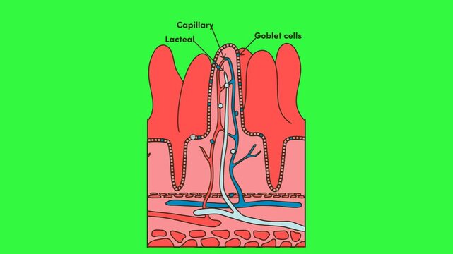 Understanding the Structure of Intestinal Villi, The Role of Capillaries, Lacteals, and Goblet Cells in Digestion