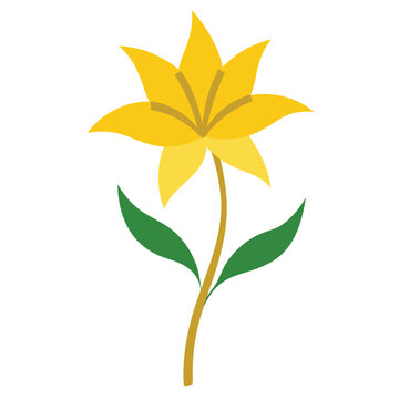 yellow asphodel flower on white background