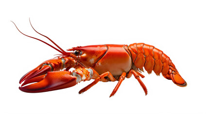 Vibrant red lobster isolated on transparent background