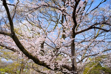夙川の桜
