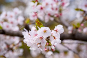 Obraz premium 夙川の桜
