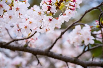 Obraz premium 夙川の桜