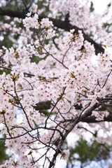 Fototapeta premium 夙川の桜