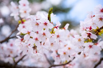 Obraz premium 夙川の桜