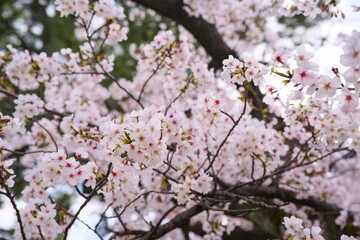 Obraz premium 夙川の桜