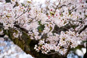 Obraz premium 夙川の桜