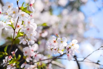 Obraz premium 夙川の桜