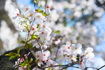 Fototapeta premium 夙川の桜