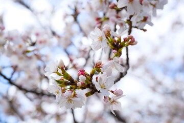 夙川の桜