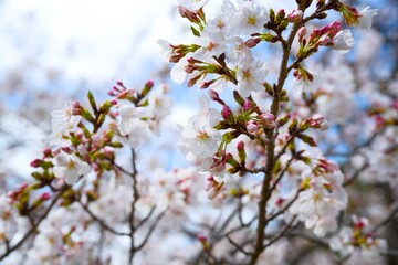 Obraz premium 夙川の桜