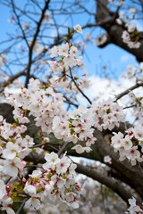 Fototapeta premium 夙川の桜