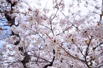 Obraz premium 夙川の桜